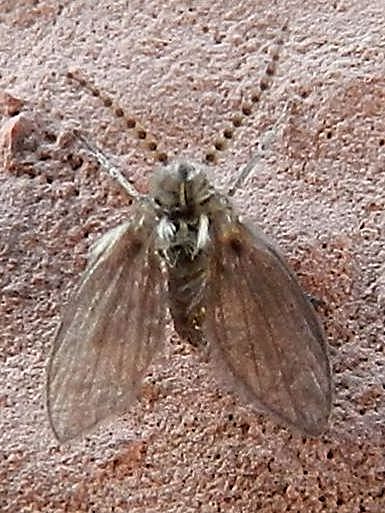 Psychodidae da id.